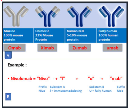 Monoclonal Antibody In Malignancy